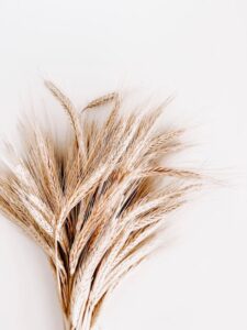 A detailed close-up photo of wheat stalks, showcasing their texture and natural color against a neutral background.